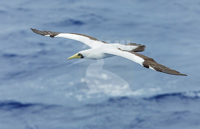 Adult Masked Booby (Sula dactylatra) at sea in the Pacific Ocean, around the Solomon Islands. stock-image by Agami/Marc Guyt,