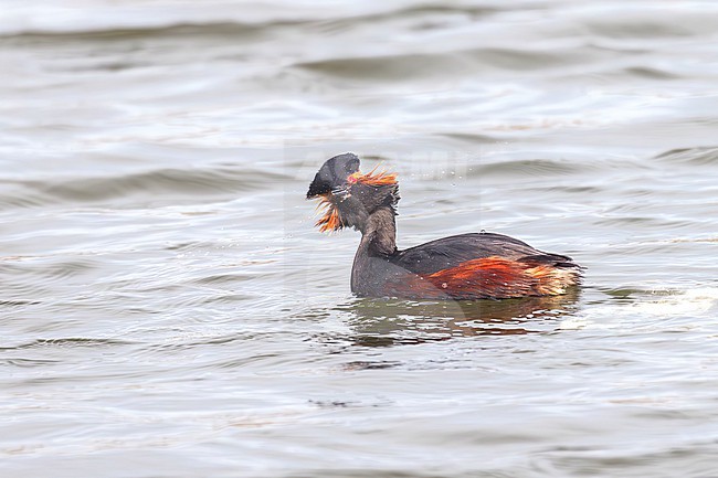 A stunning Black-necked Grebe, (Podiceps nigricollis) is seen up close showing of its golden crest. stock-image by Agami/Jacob Garvelink,