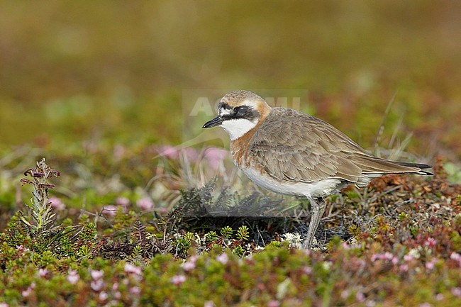 Adult male Lesser Sand Plover (Charadrius mongolus stegmanni) in summer plumage on the arctic tundra on Seward Peninsula, Alaska, USA. Standing still on low vegetation. stock-image by Agami/Brian E Small,