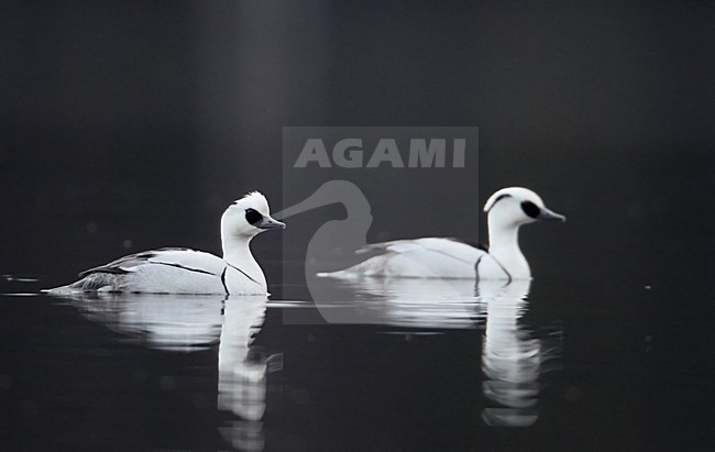 Zwemmend mannetje Nonnetje; Swimming male Smew stock-image by Agami/Markus Varesvuo,