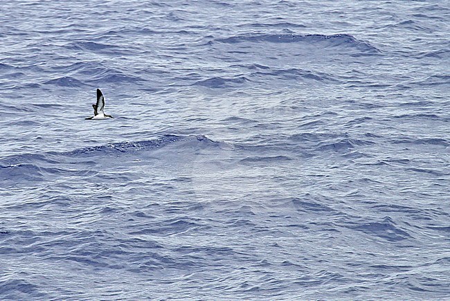 Endangered Bannerman's Shearwater (Puffinus bannermani) flying low over the sea between Micronesia and Japan. stock-image by Agami/Pete Morris,