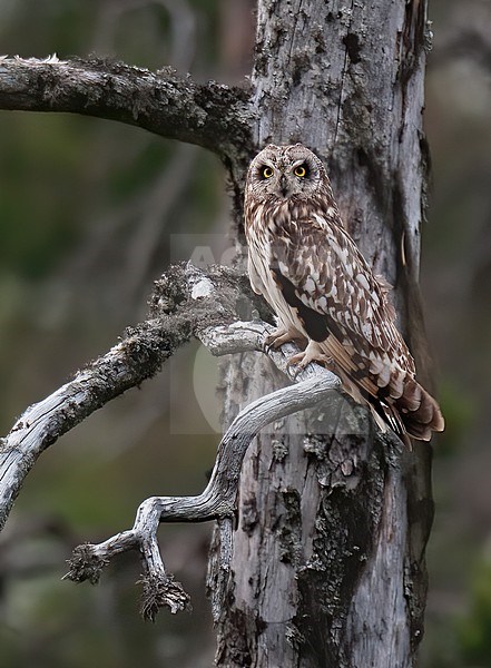Short-eared Owl (Asio flammeus) perched on a dead pine tree in Finland stock-image by Agami/Kari Eischer,