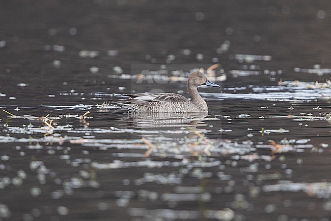 An adult male Northern Pintail (Anas acuta) on migration in Bavaria stock-image by Agami/Mathias Putze,