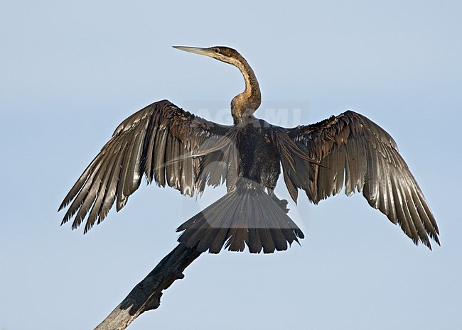 African Darter perched with wings out; Afrikaanse Slangenhalsvogel zittend met velugels wijd stock-image by Agami/Roy de Haas,