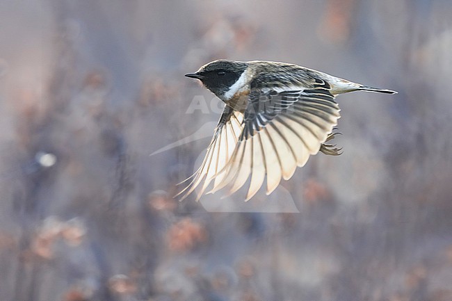 European Stonechat (Saxicola rubicola) in Italy. stock-image by Agami/Daniele Occhiato,