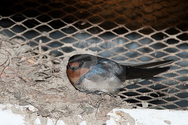 Angola Swallow (Hirundo angolensis) perched in a house during the night stock-image by Agami/Roy de Haas,