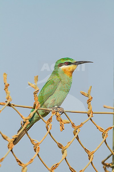 Blue-cheeked Bee-eater - Blauwangenspint - Merops persicus ssp. persicus, Oman, 1st cy stock-image by Agami/Ralph Martin,