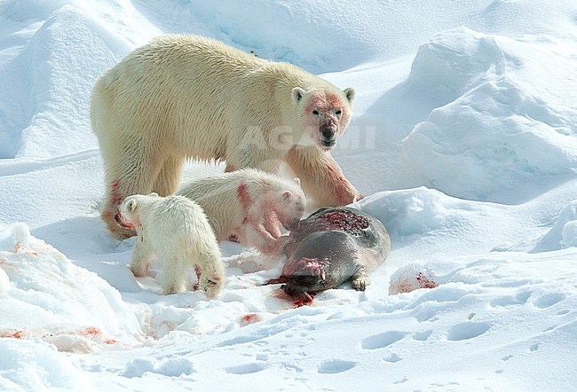 Polar Bear (Ursus maritimus) female with two young cubs at Spitsbergen, Norway. With an adult Ivory Gull. stock-image by Agami/Roy de Haas,