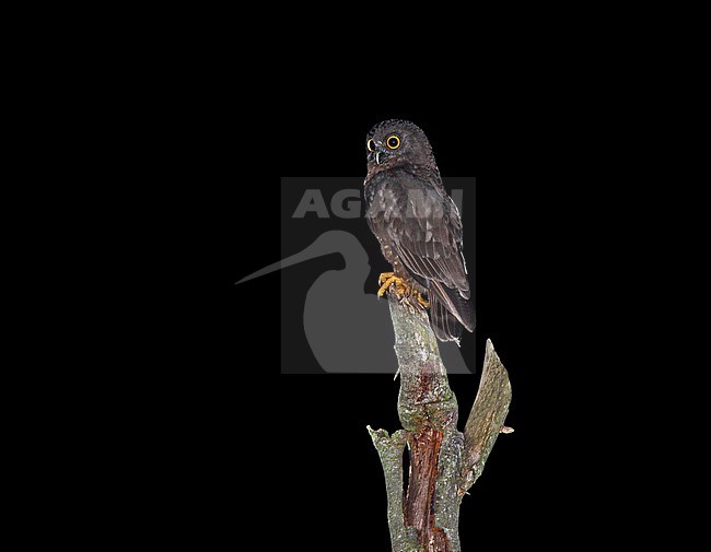 Hume's boobook (Ninox obscura) perched on a pole in the night. Also known as Hume's hawk-owl. stock-image by Agami/Andy & Gill Swash ,