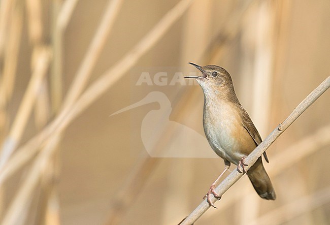 Savis Warbler - Rohrschwirl - Locustella luscinoides, Germany stock-image by Agami/Ralph Martin,