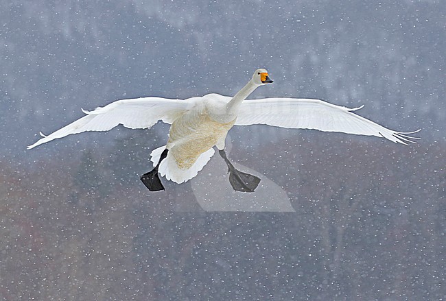 Flying Whooper Swan (Cygnus cygnus) on Hokkaido, Japan stock-image by Agami/Pete Morris,