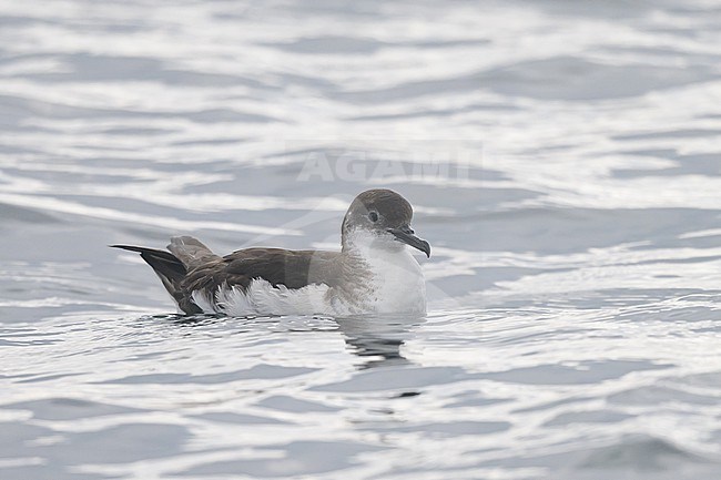 Manx shearwater (Puffinus puffinus), resting, with the sea as background. stock-image by Agami/Sylvain Reyt,