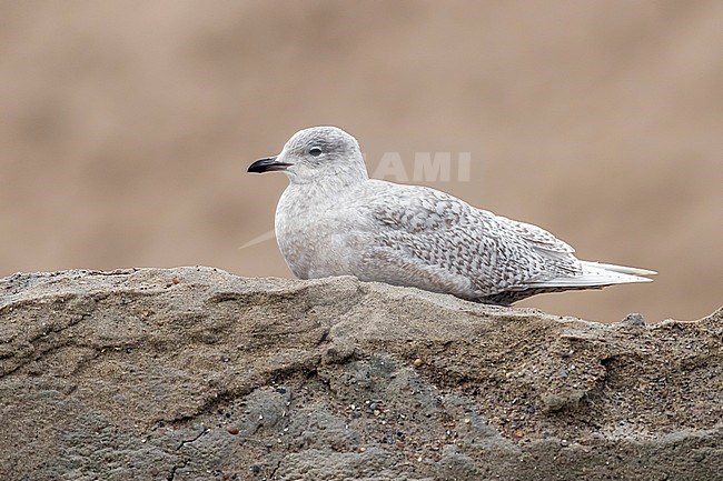 First-winter Iceland Gull (Larus glaucoides) standing on sand heap in Brussels harbour, Brabant, Belgium. stock-image by Agami/Vincent Legrand,