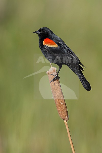 Adult male Red-winged Blackbird (Agelaius phoeniceus) in a swamp in the Kamloops, British Colombia, Canada. stock-image by Agami/Brian E Small,