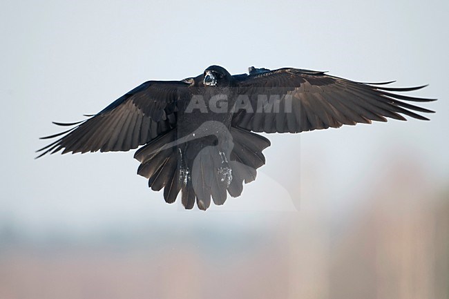 Landende raaf; Landing Raven stock-image by Agami/Han Bouwmeester,