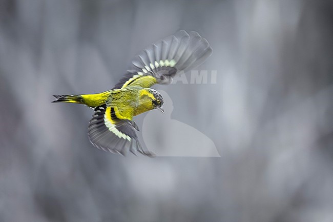 Male Eurasian Siskin, Spinus spinus, in Italy. stock-image by Agami/Daniele Occhiato,