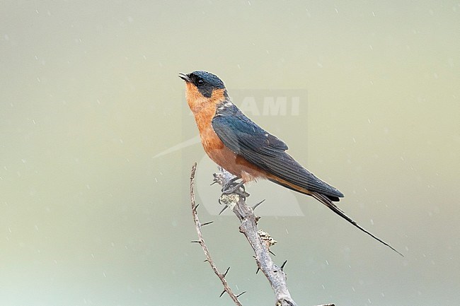 Red-breasted Swallow (Cecropis semirufa), side view of an adult perched on a branch, Mpumalanga, south Africa stock-image by Agami/Saverio Gatto,