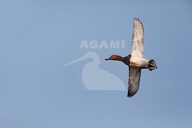 Tafeleend; Common Pochard stock-image by Agami/Chris van Rijswijk,