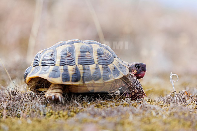 Hermann’s Tortoise (Testudo hermanni) taken the 10/06/2024 at Le Muy - France. stock-image by Agami/Nicolas Bastide,