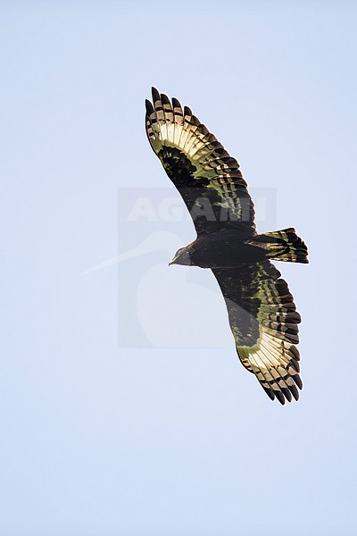 Long-crested Eagle (Lophaetus occipitalis) in flight found in Kibale forest in Uganda stock-image by Agami/Mathias Putze,