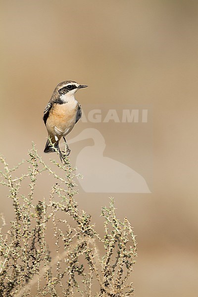 Pied Wheatear - Nonnensteinschmätzer - Oenanthe pleschanka var. 'vittata', Oman, adult male stock-image by Agami/Ralph Martin,