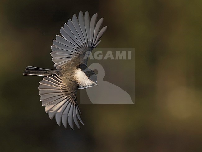 Willow Tit, Poecile montanus, in flight in Finland. stock-image by Agami/Jari Peltomäki,