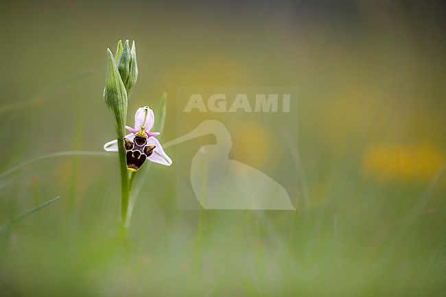 Woodcock Bee orchid, Ophrys scolopax stock-image by Agami/Wil Leurs,