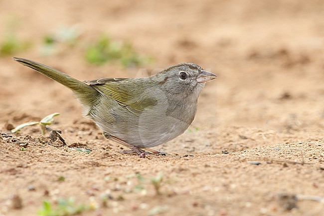 Adult 
Hidalgo Co., TX
February 2014 stock-image by Agami/Brian E Small,