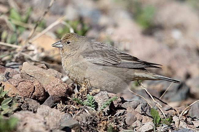 A female Greater Yellow Finch (Sicalis auriventris) at Aconcagua, Argentina. stock-image by Agami/Tom Friedel,
