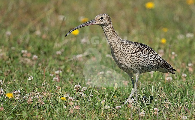 Eurasian Curlew (Numenius arquata), juvenile walking/standing, seen from the front, showing chest pattern. stock-image by Agami/Fred Visscher,