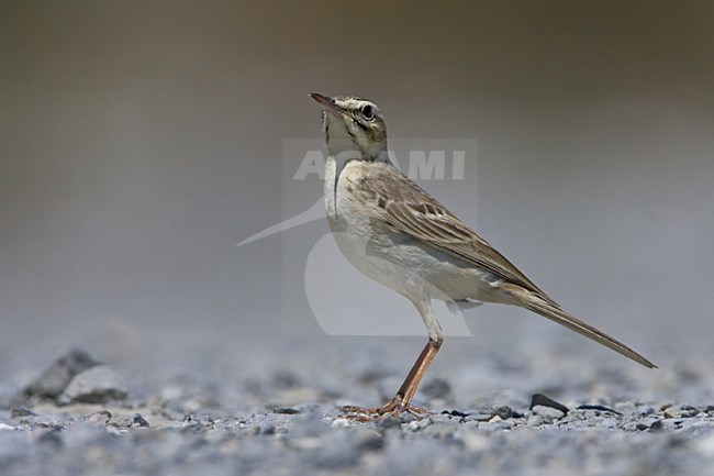 Tawny Pipit standing on the ground; Duinpieper zittend op de grond stock-image by Agami/Daniele Occhiato,