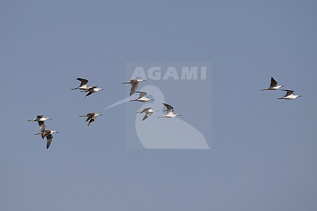 flock of common greenshank (Tringa nebularia) in flight, found at Lake Chamo in Ethiopia stock-image by Agami/Mathias Putze,