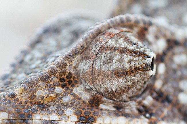 Detail of Arabian chameleon (Chamaeleo arabicus), Oman stock-image by Agami/Ralph Martin,