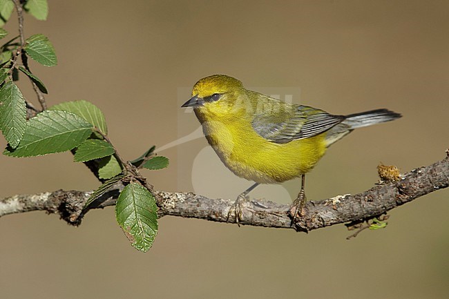Adult male Blue-winged Warbler, Vermivora cyanoptera
Galveston Co., TX
May 2016 stock-image by Agami/Brian E Small,