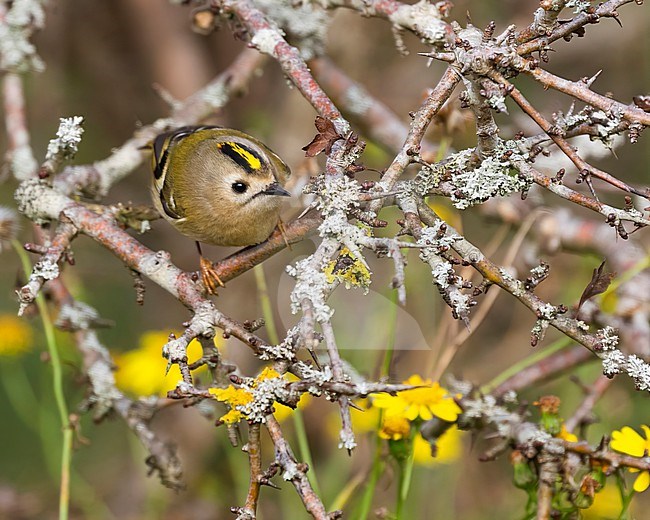 A little Goldcrest is seen in a thorny sea buckthorn bush against a background with yellow flowers. Its bright yellow crown is standing out. stock-image by Agami/Jacob Garvelink,