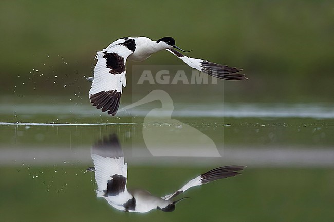  stock-image by Agami/Han Bouwmeester,