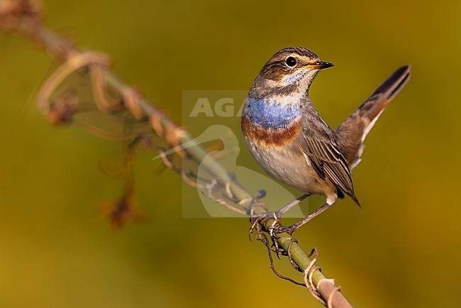 White-spotted Bluethroat, Luscinia svecica, in Italy. stock-image by Agami/Daniele Occhiato,