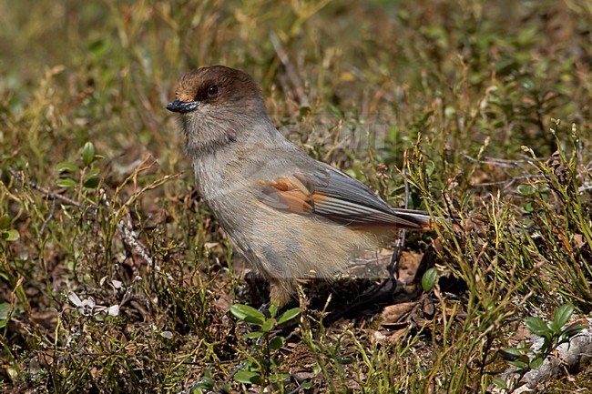 Taigagaai op de grond; Siberian Jay perched on the ground stock-image by Agami/Daniele Occhiato,