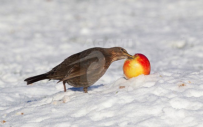 Adult female Common Blackbird (Turdus merula merula) eating apples in snow at Holte, Denmark stock-image by Agami/Helge Sorensen,