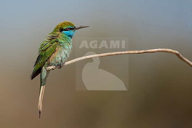 The Arabian Green Bee-eater (Merops cyanophrys) is a recent split of the Green Bee-eater. A beautiful species of the Arabian peninsula. stock-image by Agami/Eduard Sangster,