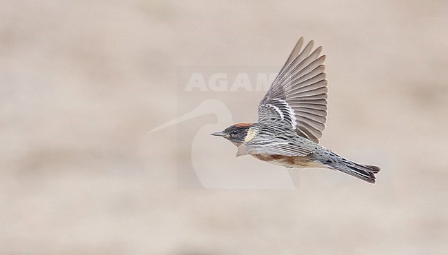 Bay-breasted Warbler, Setophaga castanea, migrating past Tadoussac, Quebec. A migration hotspot in Canada. stock-image by Agami/Ian Davies,