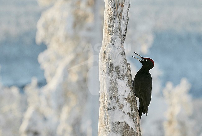 Black Woodpecker male calling (Dryocopus martius) Kuusamo Finland february 2018. stock-image by Agami/Markus Varesvuo,