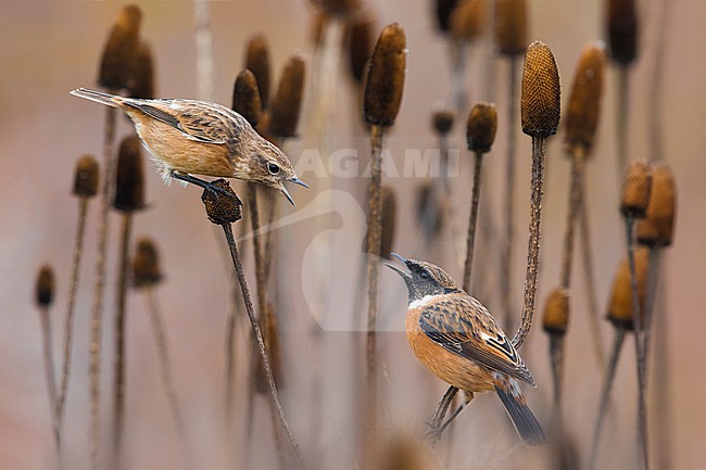Pair of European Stonechat (Saxicola rubicola) in Italy. Perched together. stock-image by Agami/Daniele Occhiato,