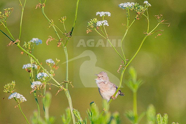 Grasmus, Common Whitethroat, Sylvia communis male singing from white flowers of pipe weed stock-image by Agami/Menno van Duijn,