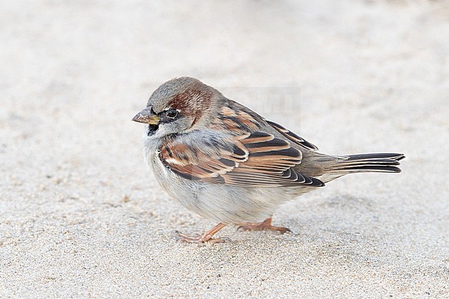 Male House Sparrow in winter plumage stock-image by Agami/Arnold Meijer,