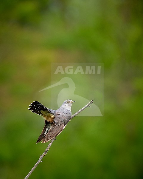 Male Common Cuckoo (Cuculus canorus) perched against a green colored natural background, Czechia stock-image by Agami/Tomas Grim,