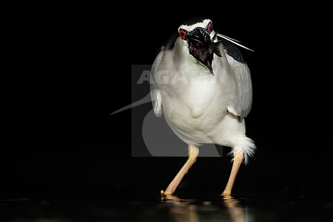 Black-crowned Night Heron (Nycticorax nycticorax) eating a fish at night in Hungary. stock-image by Agami/Marc Guyt,