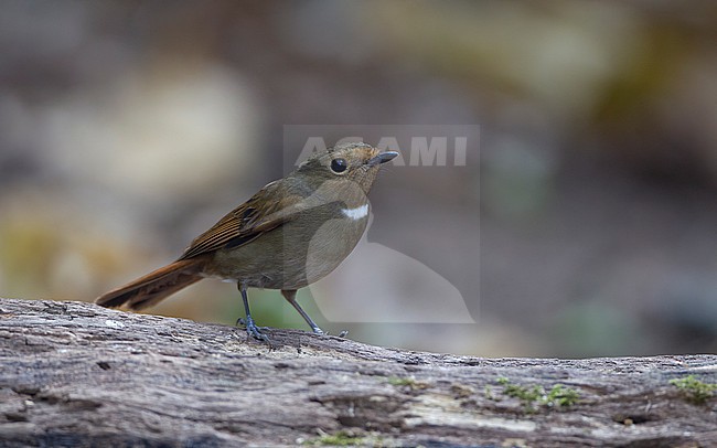 Female Rufous-bellied Niltava (Niltava sundara) on ground in Doi Lang, Thailand stock-image by Agami/Helge Sorensen,