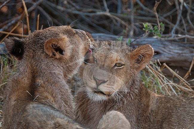 Two wet young lions, Panthera leo, grooming after crossing a river. Okavango Delta, Botswana. stock-image by Agami/Sergio Pitamitz,