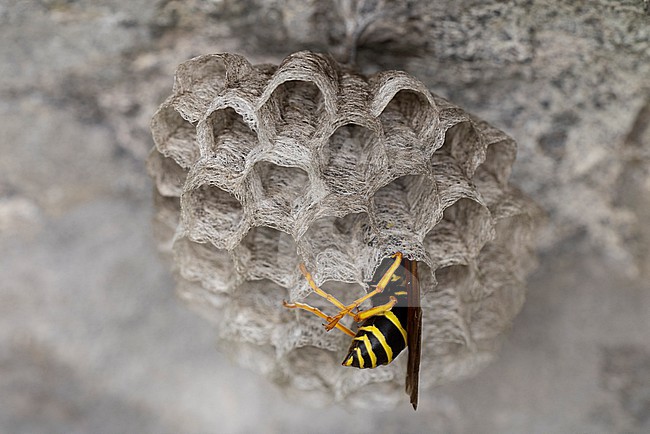 Polistes biglumis has no english name and the german name is best transleted to mountain field wasp, crawls in one of its combs with fresh layed eggs stock-image by Agami/Mathias Putze,